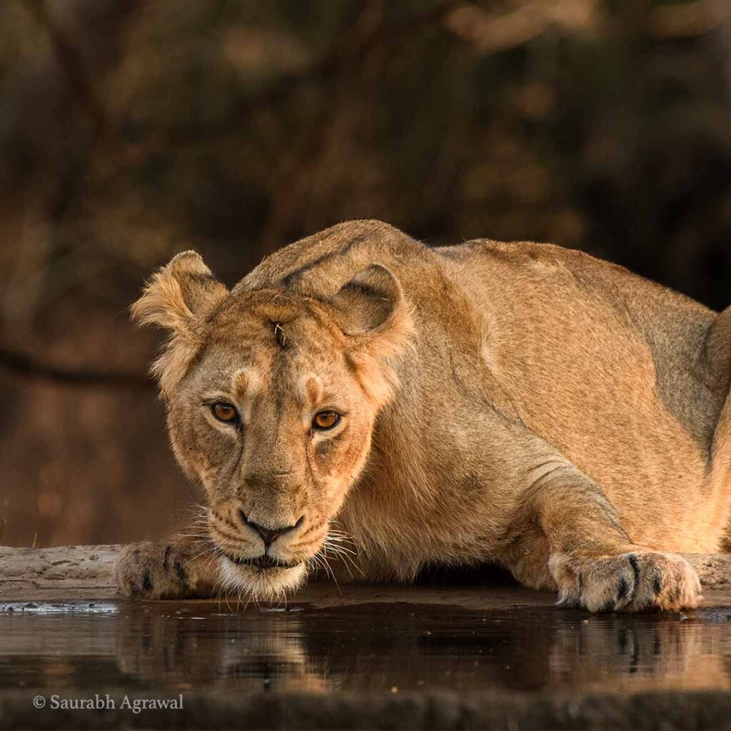 Asiatic Lions, Wolves, Leopards & Raptors