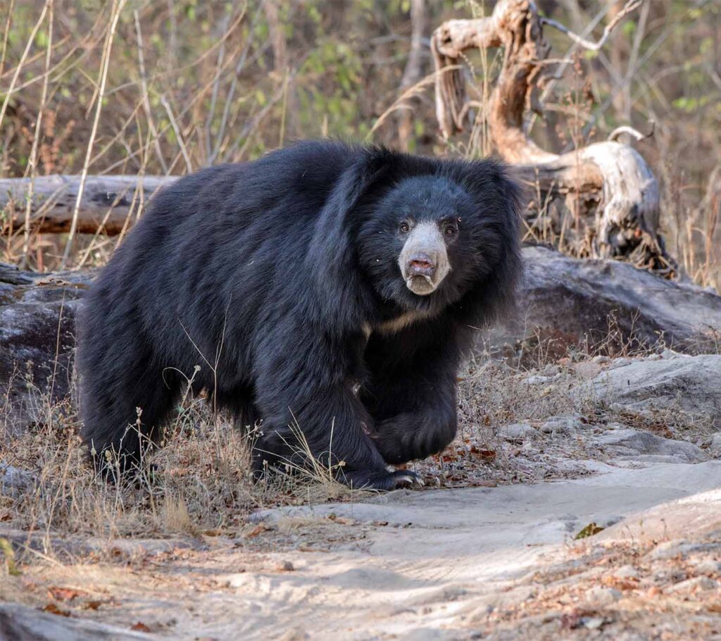Tigers, Leopards & Sloth Bears