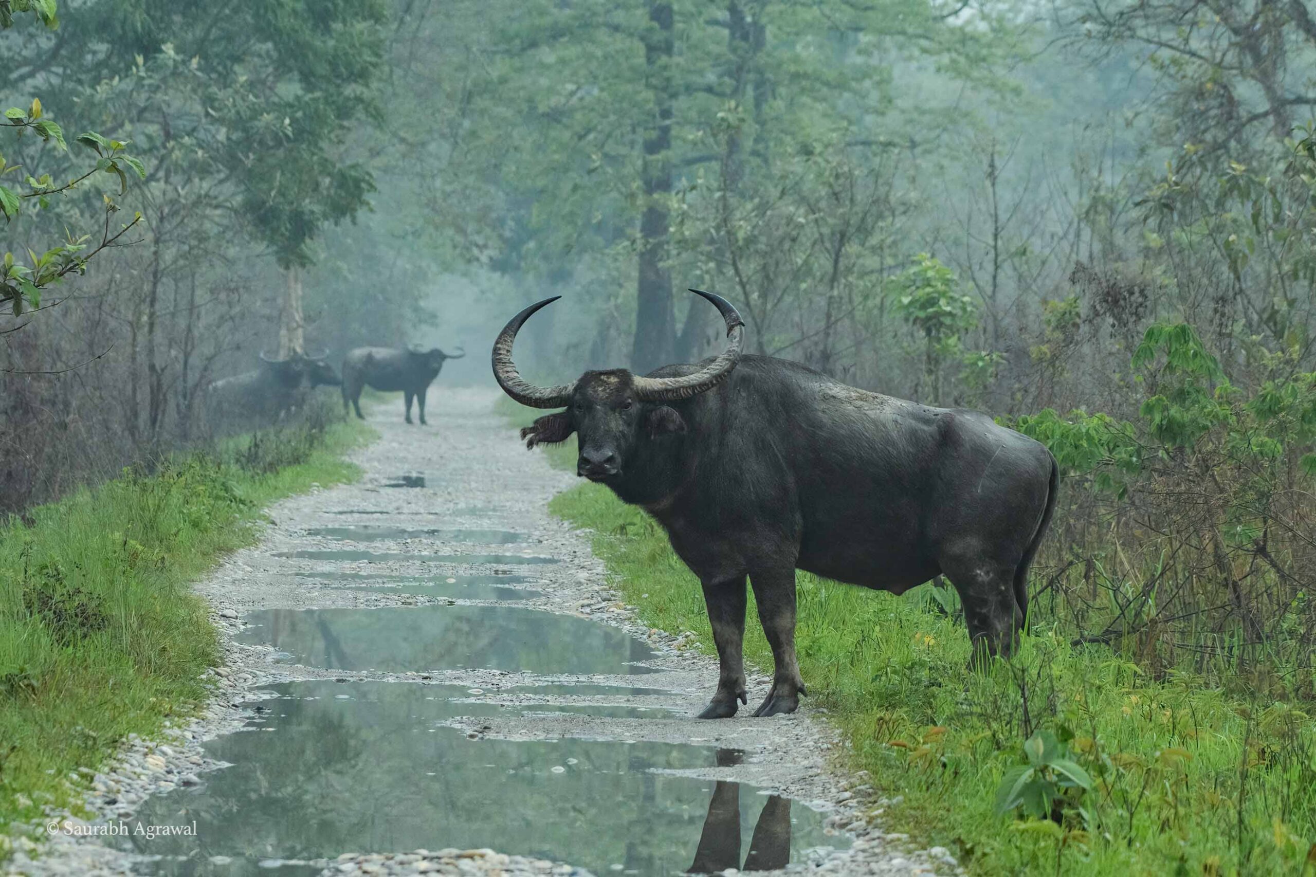 Wild water buffalo