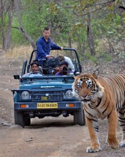 Tiger during safari